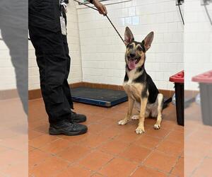 German Shepherd Dog Dogs for adoption in Camarillo, CA, USA