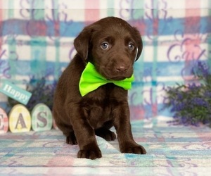 Labrador Retriever Puppy for sale in LANCASTER, PA, USA