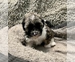 Puppy Marley Zuchon