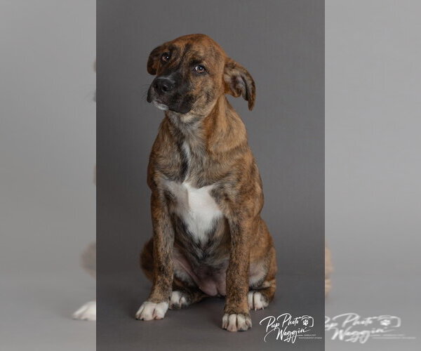Medium Photo #6 Plott Hound-Unknown Mix Puppy For Sale in Claremore, OK, USA