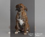 Small #5 Plott Hound Mix