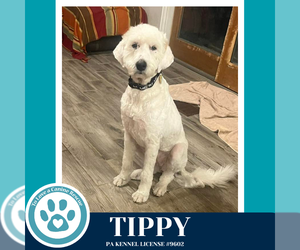 Labrenees Dogs for adoption in Kimberton, PA, USA