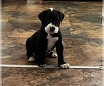 Small Photo #1 Great Dane Puppy For Sale in NEW KENSINGTON, PA, USA