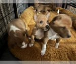 Small #4 Basenji
