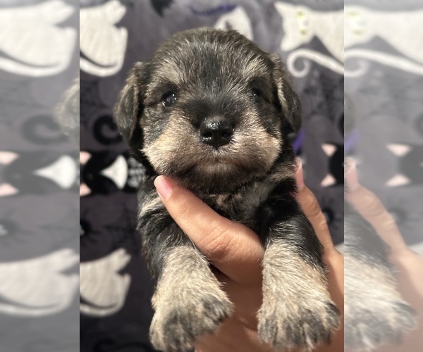 Medium Photo #1 Schnauzer (Miniature) Puppy For Sale in JEFFERSON, OR, USA