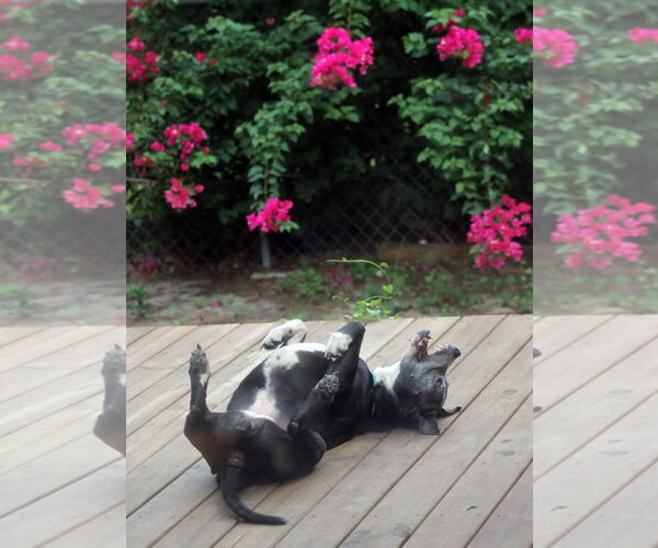 Medium Photo #2 Mutt Puppy For Sale in Crescent City, FL, USA