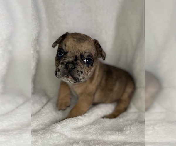 Medium Photo #1 French Bulldog Puppy For Sale in DECATUR, IL, USA