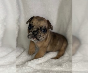 French Bulldog Puppy for sale in DECATUR, IL, USA