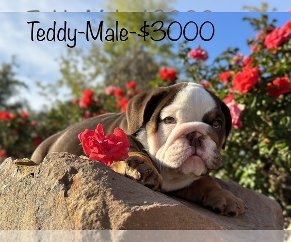 Medium Photo #5 Bulldog Puppy For Sale in SPRING, TX, USA