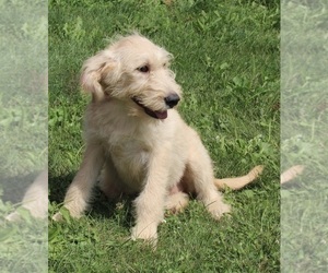 Poodle (Miniature)-Siberian Husky Mix Puppy for sale in FREDERICKSBURG, OH, USA