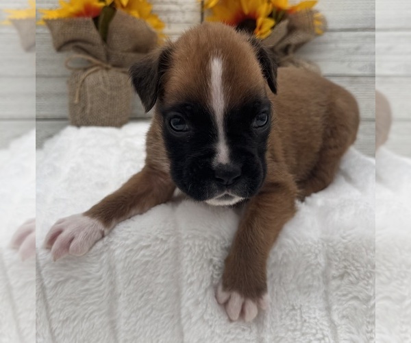 Medium Photo #13 Boxer Puppy For Sale in PAWNEE CITY, NE, USA
