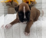 Small #12 Boxer