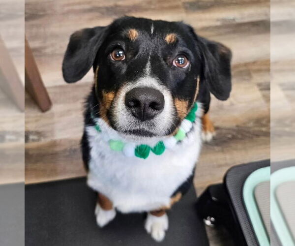 Medium Photo #3 Mutt Puppy For Sale in Fargo, ND, USA