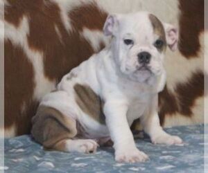English Bulldog Puppy for sale in MARSHFIELD, MO, USA