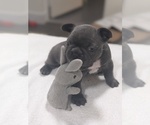 Small Photo #6 French Bulldog Puppy For Sale in FORT MYERS, FL, USA