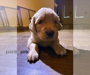 Medium Golden Retriever