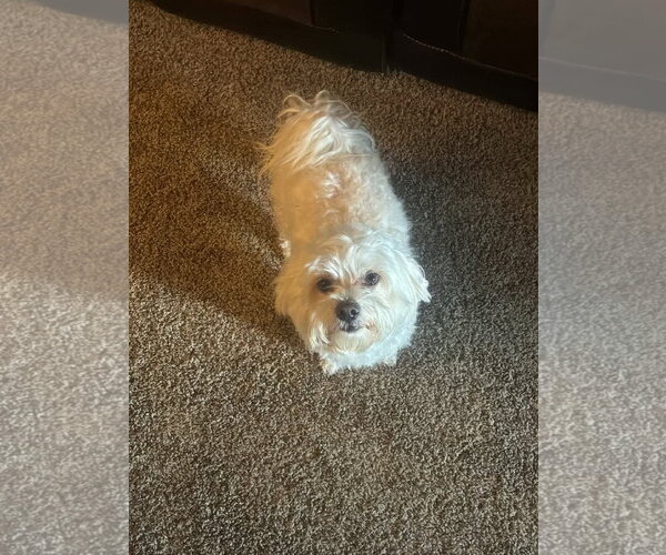 Medium Photo #1 Maltese-Unknown Mix Puppy For Sale in Grafton, WI, USA