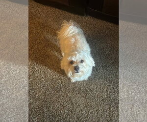 Maltese-Unknown Mix Dogs for adoption in Grafton, WI, USA