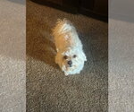 Small Maltese Mix