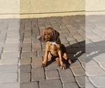 Small #9 Rhodesian Ridgeback
