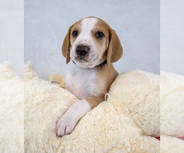 Medium Photo #2 Mutt Puppy For Sale in Kennesaw, GA, USA