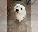 Small #1 Maltese Mix
