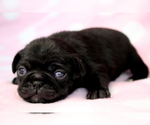 Puppy Marylin Pug