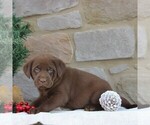 Small Photo #4 Labrador Retriever Puppy For Sale in EPHRATA, PA, USA