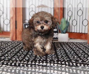 Poodle (Toy) Puppy for sale in NAPLES, FL, USA