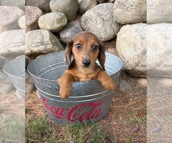 Medium Photo #4 Dachshund Puppy For Sale in MIDDLEBURY, IN, USA