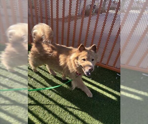 Medium Photo #1 Chow Chow-Unknown Mix Puppy For Sale in Las Vegas, NV, USA