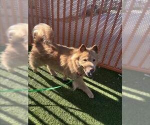 Chow Chow-Unknown Mix Dogs for adoption in Las Vegas, NV, USA