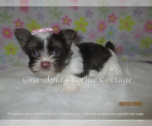 Yorkshire Terrier Puppy for sale in GALVA, IL, USA