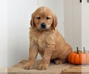 Golden Retriever Puppy for sale in NEWPORT, PA, USA