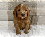 Puppy Luther Goldendoodle (Miniature)