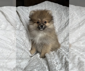 Pomeranian Puppy for sale in ARNOLD, MD, USA