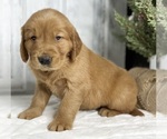 Small #4 Golden Retriever