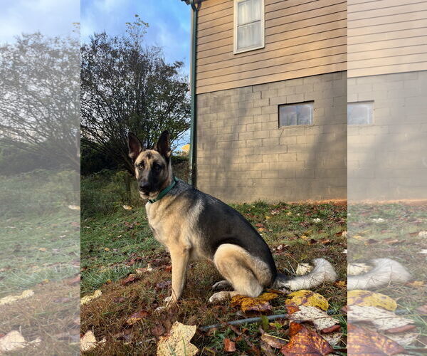 Medium Photo #8 German Shepherd Dog Puppy For Sale in New Hill, NC, USA