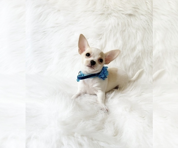 Medium Photo #7 Chihuahua Puppy For Sale in SACRAMENTO, CA, USA