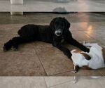 Small #1 Poodle (Standard) Mix