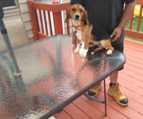 Medium Photo #1 Beagle Puppy For Sale in NEW BRIT, CT, USA