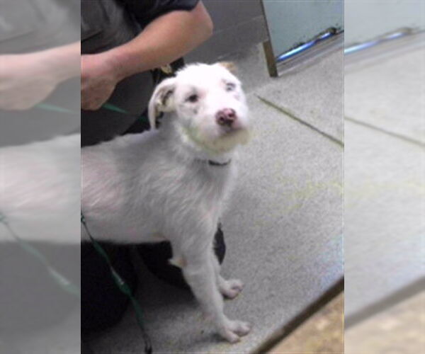 Medium Photo #1 Labradoodle Puppy For Sale in Tallahassee, FL, USA