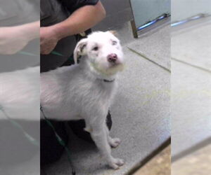 Labradoodle Dogs for adoption in Tallahassee, FL, USA