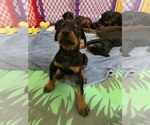 Medium Photo #6 Doberman Pinscher Puppy For Sale in BRIDGEWATER, MA, USA