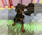 Small Photo #6 Doberman Pinscher Puppy For Sale in BRIDGEWATER, MA, USA