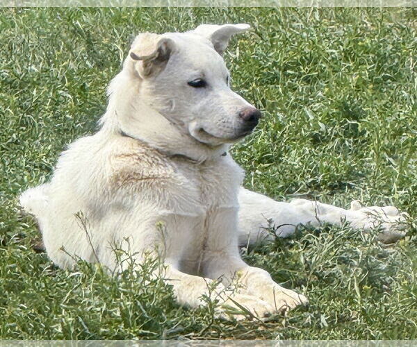 Medium Photo #2 Gerberian Shepsky Puppy For Sale in Corona, CA, USA