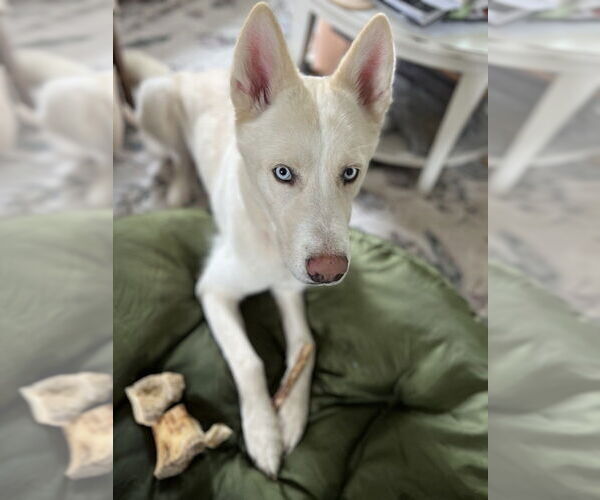 Medium Photo #5 Siberian Husky Puppy For Sale in New York, NY, USA