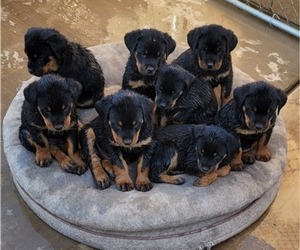 Rottweiler Puppy for Sale in EL CAJON, California USA