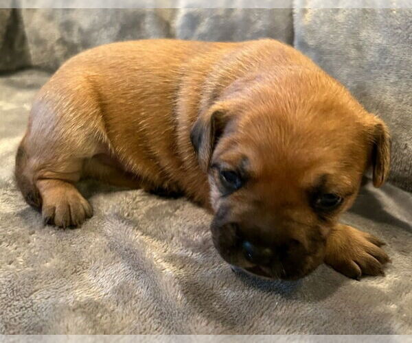 Medium Photo #4 French Bulldog-Unknown Mix Puppy For Sale in Lake Forest, CA, USA