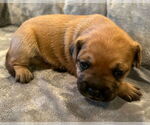 Small #3 French Bulldog Mix